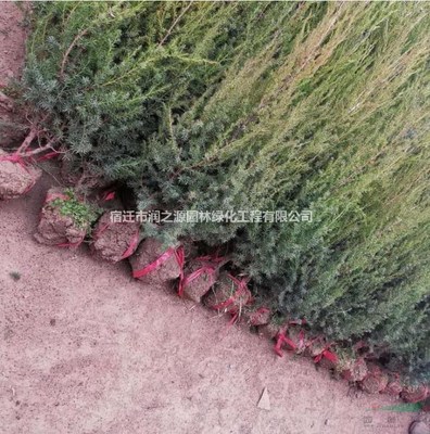 基地優質刺柏苗木 園林綠化工程的理想選擇