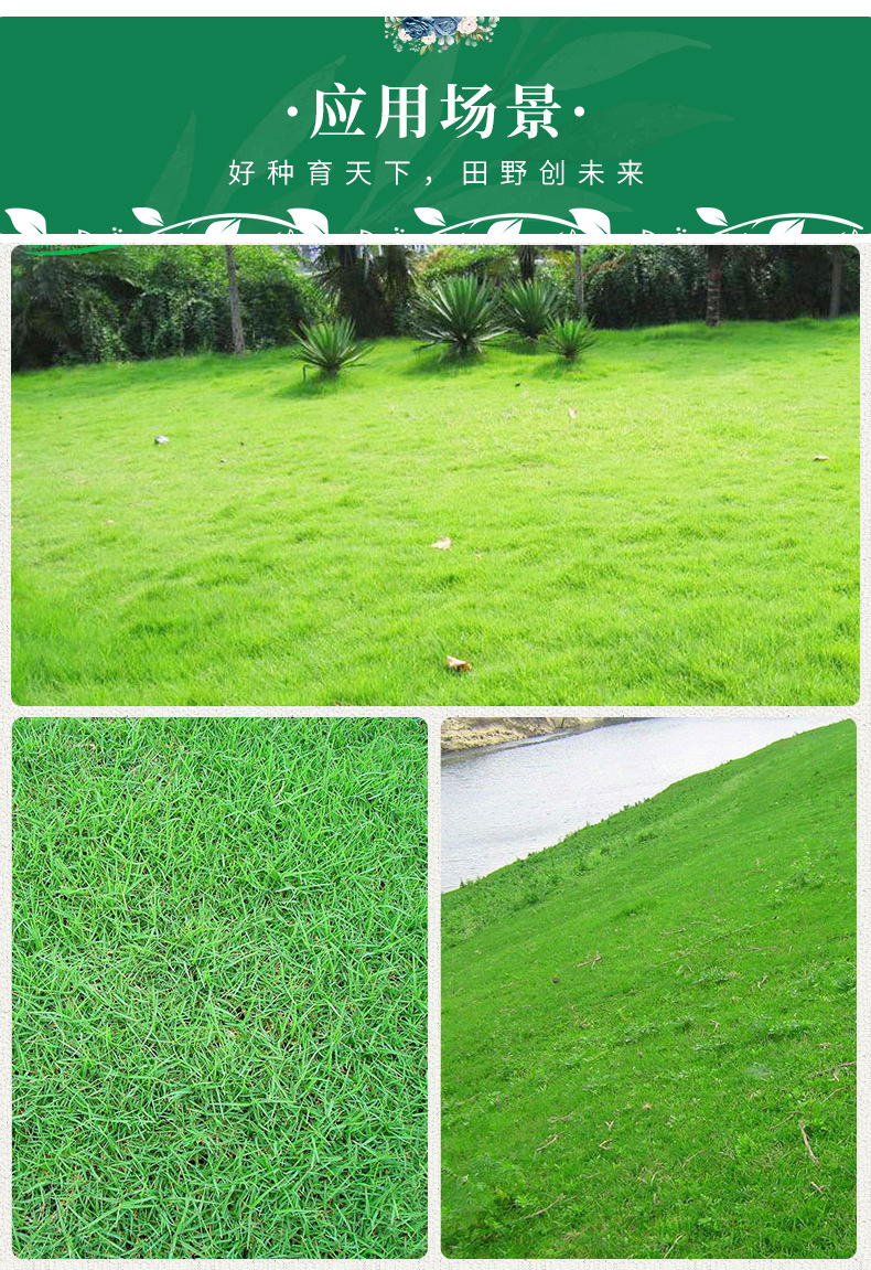 美國四季青狗牙根種子的應用與綠化工程價值