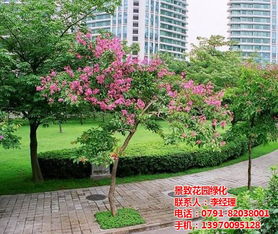 南昌園林設計公司 打造上高縣景致花園綠化專業工程