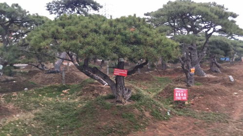 貴陽(yáng)造型松價(jià)格解析與園林綠化工程應(yīng)用