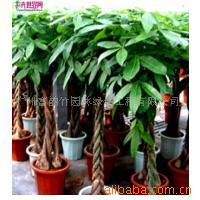 廣州富韻竹園林綠化工程灌木產(chǎn)品目錄