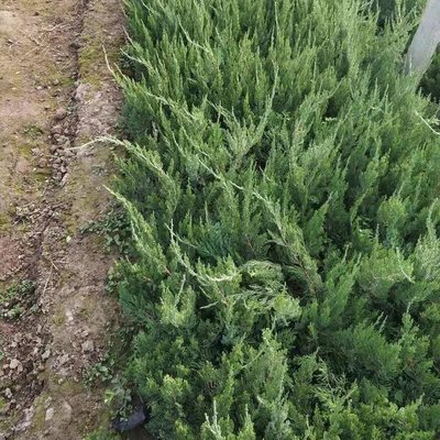 龍柏與龍爪柏 綠化苗木的批發(fā)價(jià)格及園林應(yīng)用解析