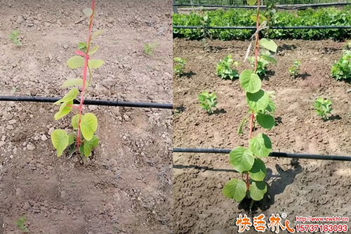 果樹(shù)生根劑的選擇與應(yīng)用策略 園林綠化工程的實(shí)用指南