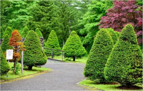 環境守衛者 綠植專業戶——樂山市辜氏花木專業合作社的園林綠化工程