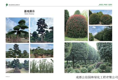 四川綠化苗木與園林綠化工程 構(gòu)筑綠色生態(tài)的藝術(shù)與實(shí)踐