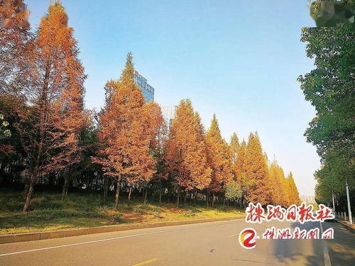 四季有景，株洲最美“西大門(mén)”——探訪這座城市的園林綠化匠心之作