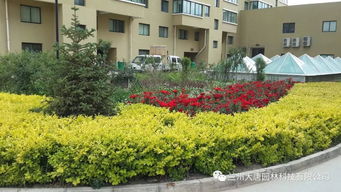 永登西太華置地新城小區(qū)園林綠化工程 構(gòu)建和諧宜居的生態(tài)家園